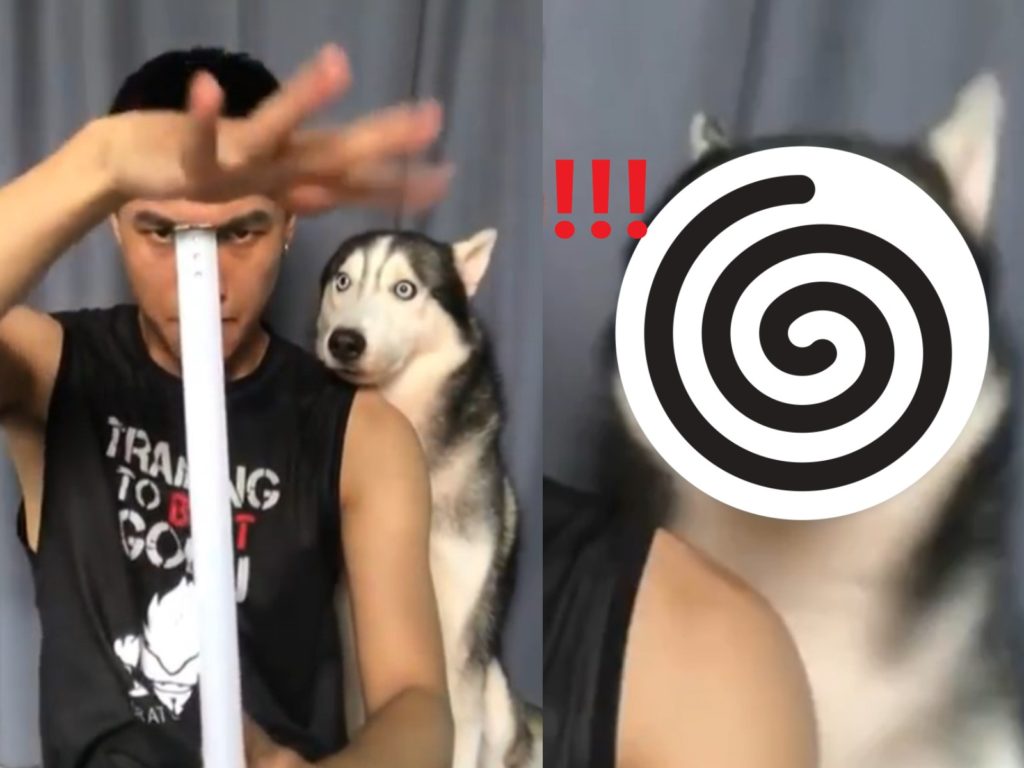 越南一飼主表演魔術，哈士奇在一旁看到超驚訝！（圖／IG@mocachodien）