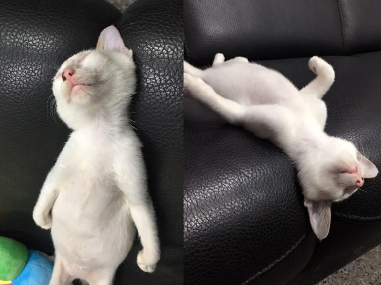 剛收編小白貓爽躺「大字型」　奴：睡成這樣還好嗎？
