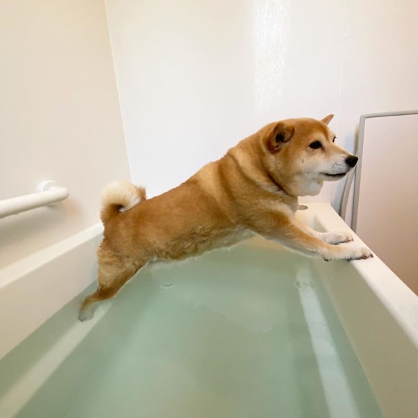 柴犬不愛洗澡 「騰空」撐浴缸　網笑：腰力好好！