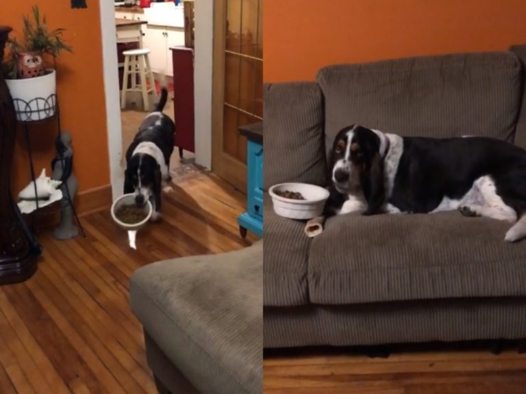 狗狗咬碗小碎步緩慢行進　一上沙發全身癱軟：偶就要這樣吃！
