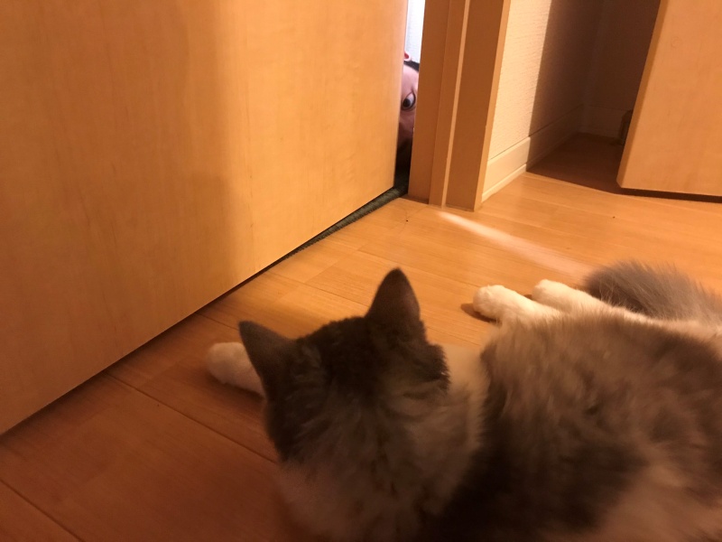 老公從只打開一點點的門縫，以炙熱的視線看著貓咪。（圖／Twitter@DwnTa_matsu）