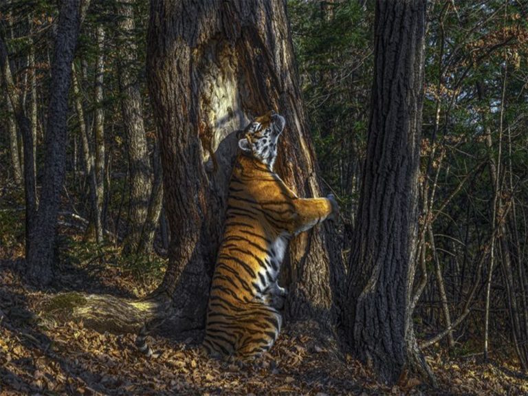 2020野生動物攝影獎揭曉！隱藏相機拍下「抱樹老虎」奪冠

