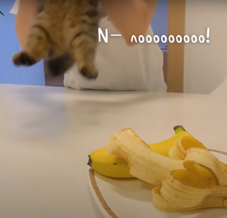 不要～～～不要讓我離開香蕉～～～（圖／Youtube@Kittisaurus） 