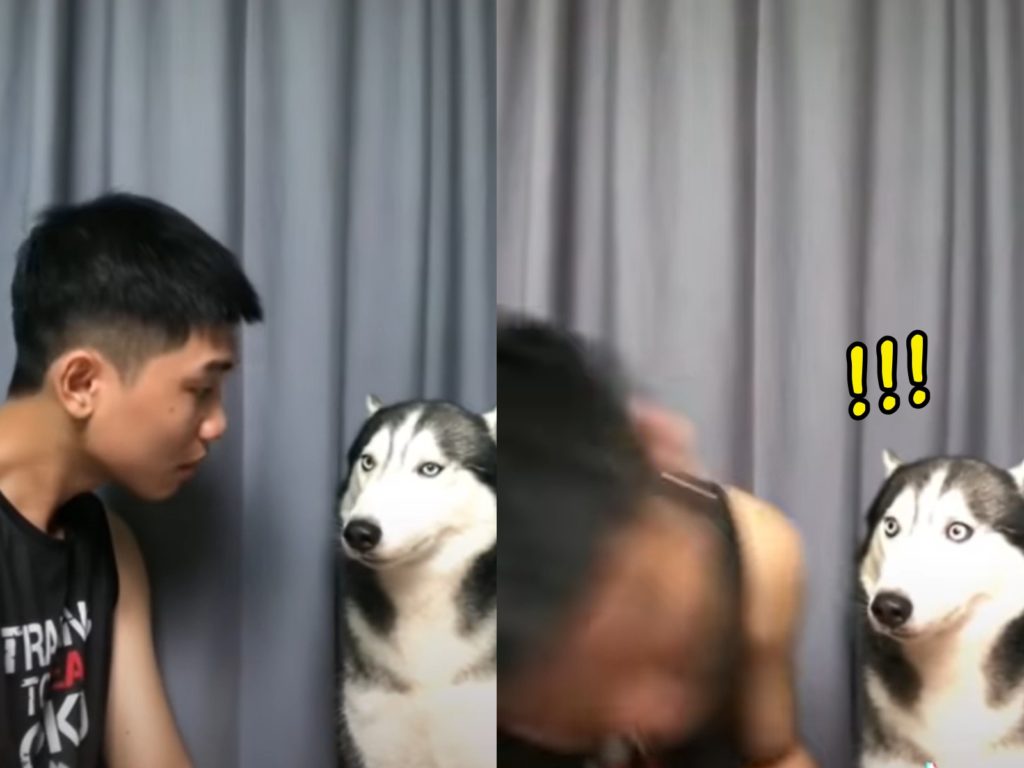 哈士奇被無預警強抱，瞬間雙眼瞪大石化。（圖／抖音@1825491069） 