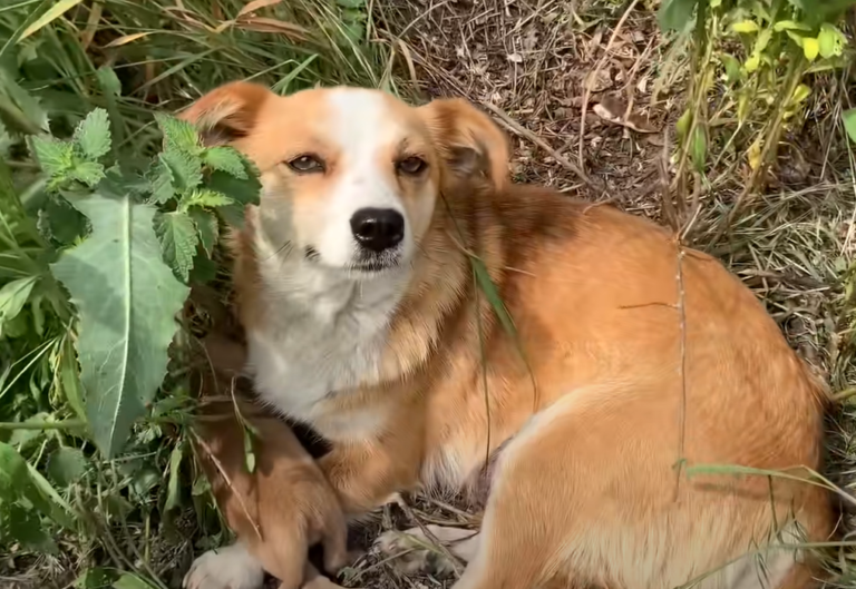 當救援隊靠近，狗媽媽雖眼神閃躲卻也不停觀察來意。（圖／Youtube@Dog Rescue Shelter Mladenovac, Serbia）