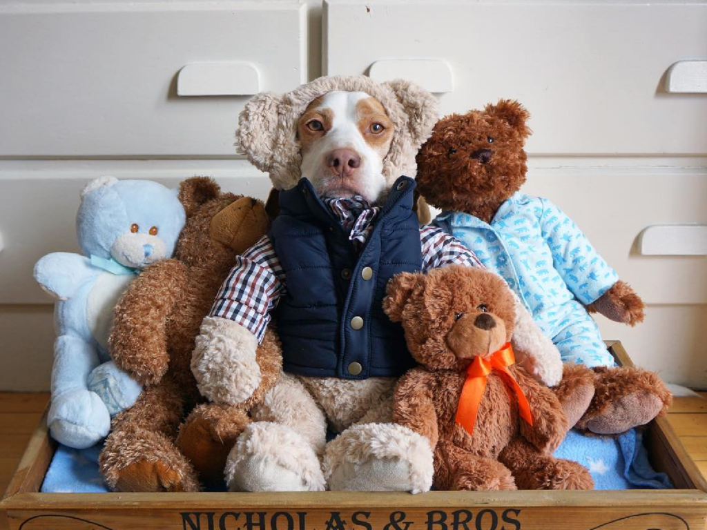 ▲米格魯躲貓貓！零食拿出秒露餡，狂搖尾巴：偶在這裡～（圖／Youtube@Maymo）