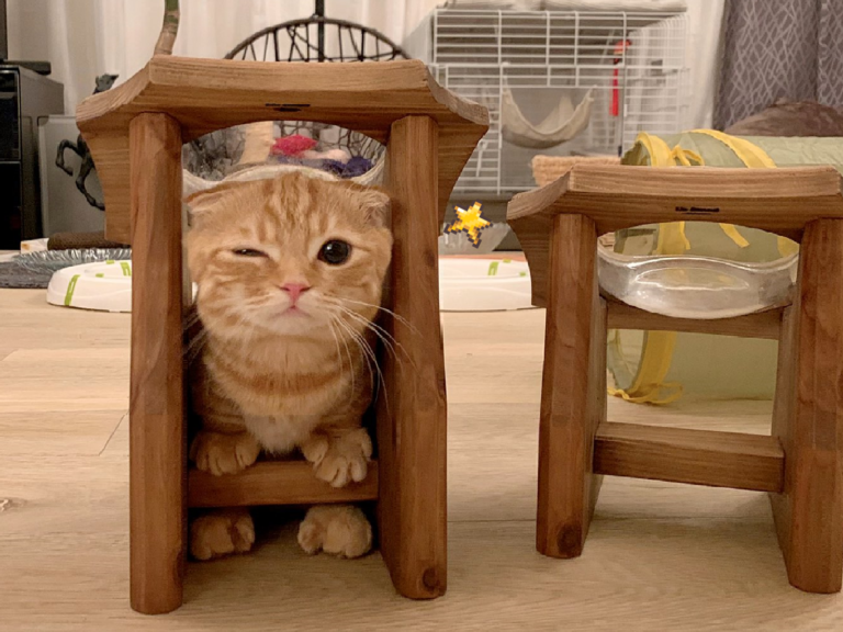Hinako是一隻臘腸貓貓，可愛的牠睡顏是什麼樣子呢~（圖／Twitter @hinako_munchkin）