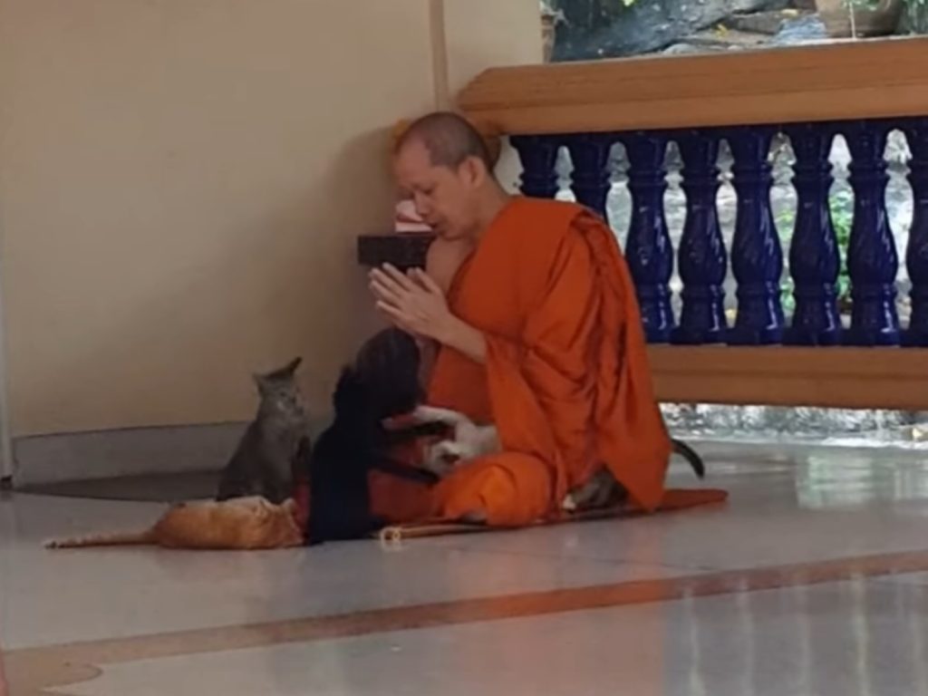 泰國一名和尚誦經時，被四隻小貓狂騷擾（圖／翻攝自FB＠Naratip Boobpathong）