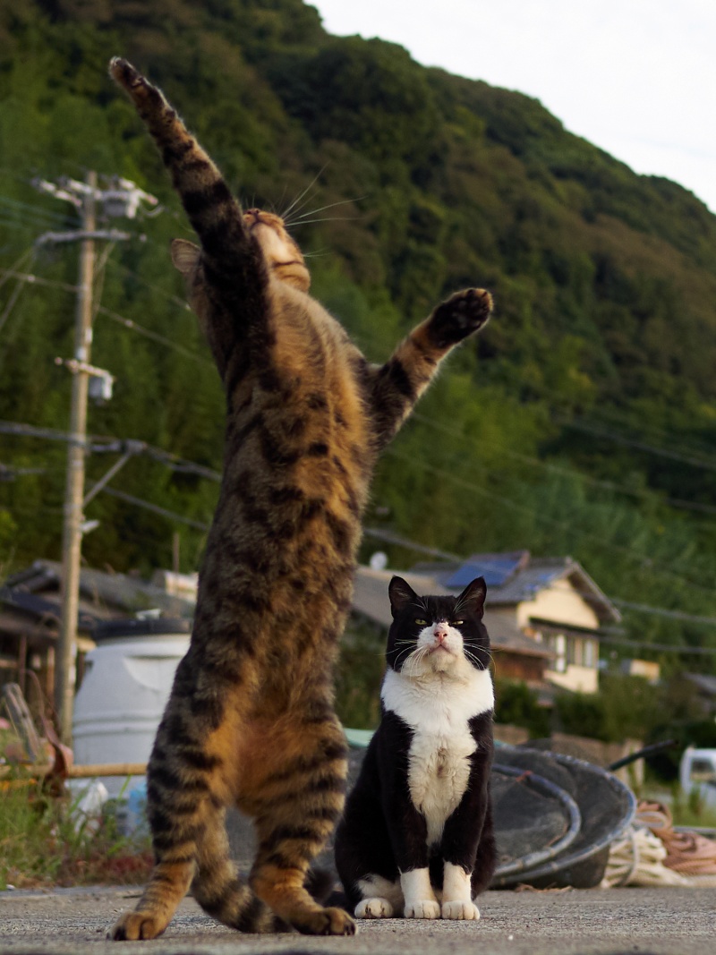 見虎斑弟子在練貓拳。（圖／Twitter@sakata_77） 