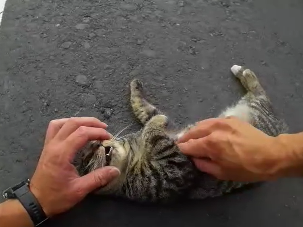 土城警員遇見被車撞昏倒在馬路的浪貓，二話不說上前伸出援手！（圖／新北市政府警察局土城分局–土城交通分隊）