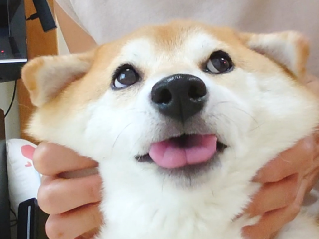 這隻萌柴很享受臉部馬殺雞，主人不斷揉捏腮幫子笑說：肉真多啊！（圖／Twitter@shiba_charmy）
