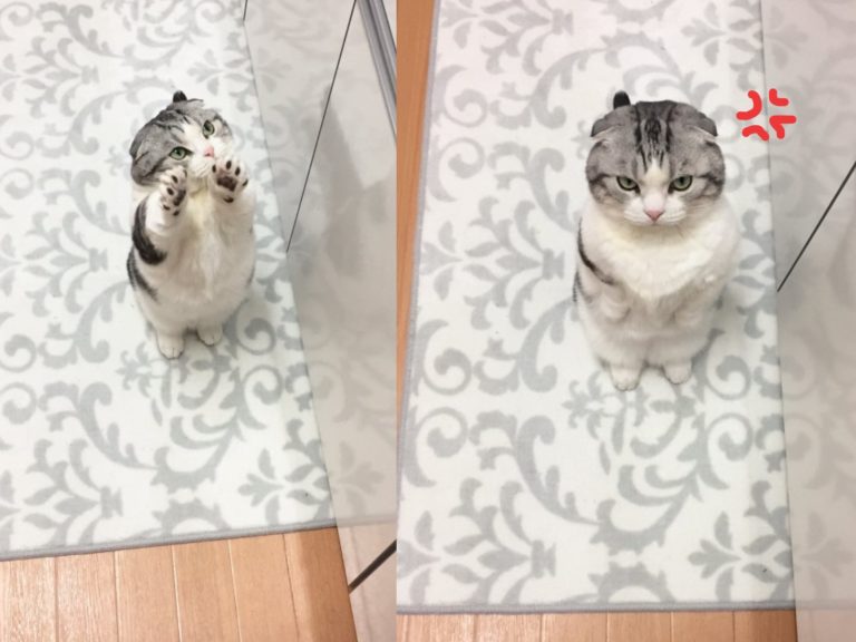 日本一隻摺耳貓常常會站起來討飯（圖／twitter@map_u_chin）