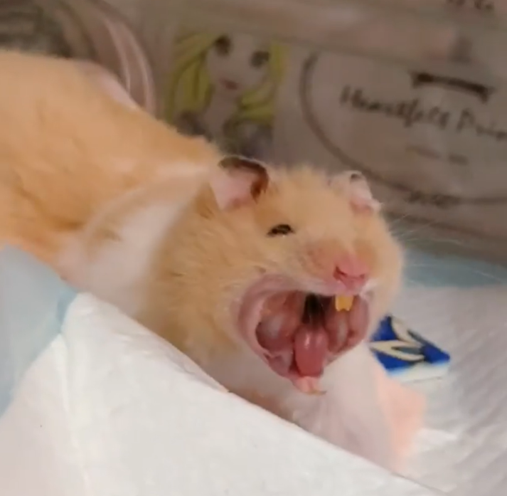 這才是我們可愛的小小鼠寶啊（圖／Instagram＠narupopomogukurumi.hamster）