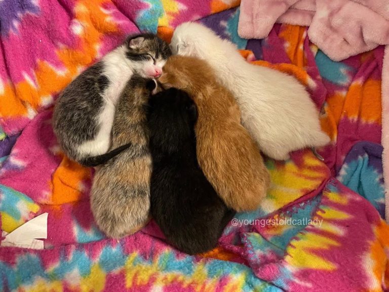 五隻漂亮健康的貓寶寶！（圖／Instagram@youngestoldcatlady）