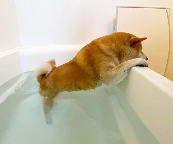 柴犬不愛洗澡 「騰空」撐浴缸　網笑：腰力好好！