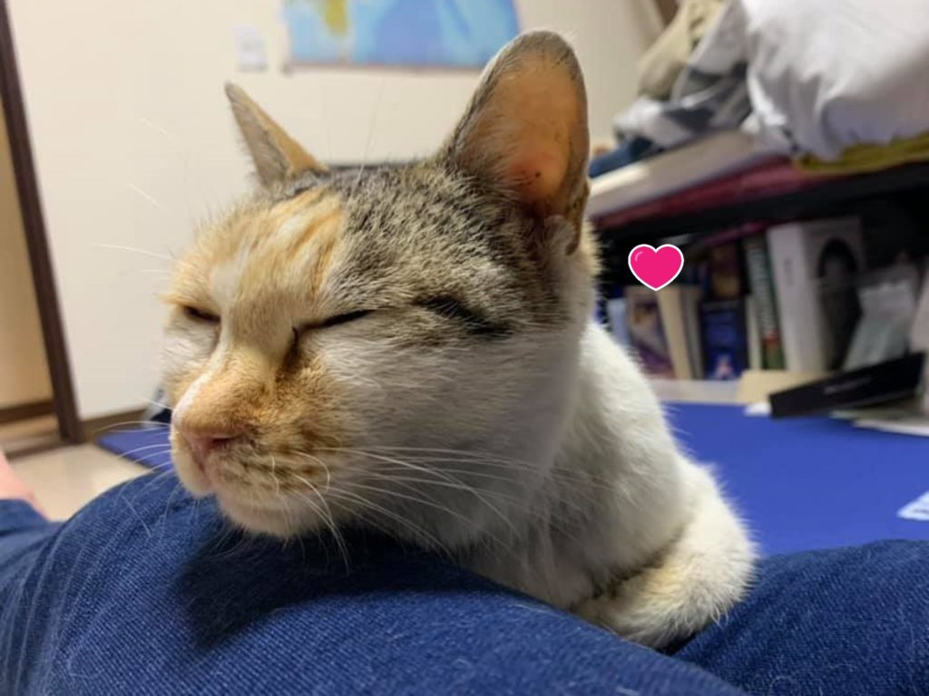 網友好心解救三花貓，卻被牠賴在屋裡不想走！（圖／網友藤貓授權提供）