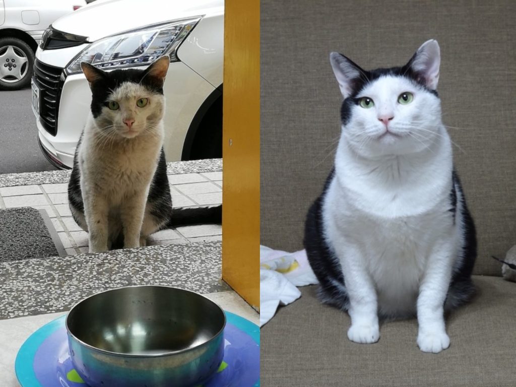 黑白貓「妹妹頭」被收編後，不僅眼神已不再兇狠，身材也胖了一圈（圖／粉專妹妹頭幫主　貓丐幫傳奇授權提供）