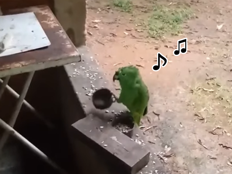 國外一隻綠鸚鵡為了討飯，竟使出唱歌敲碗的方式！（圖／翻攝自FB@Regis Danese）