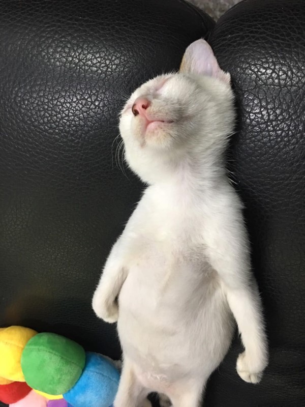 剛收編小白貓爽躺「大字型」　奴：睡成這樣還好嗎？