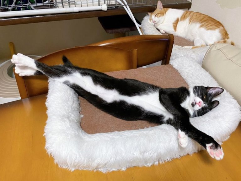 賓士貓睡姿「超細直」　網笑：可以出公仔了！
