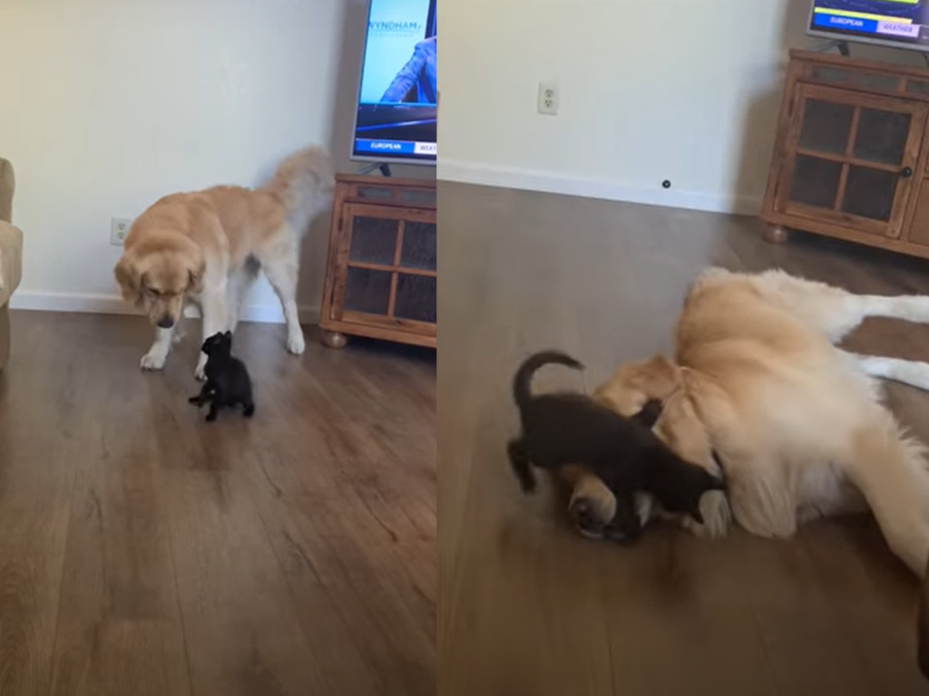 貪玩小黑貓找大狗比試一下，暖金故意趴地投降！（圖 ／翻攝自Youtube@ViralHog）