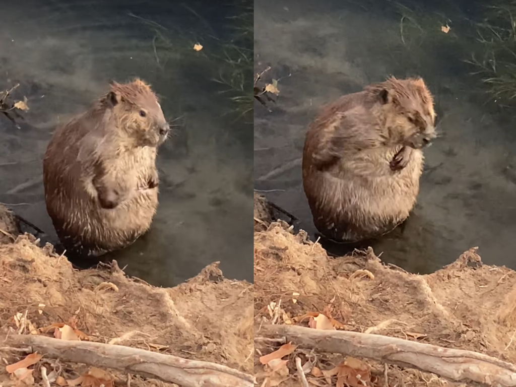 美國一位民眾，幸運看到河狸在洗香香的可愛畫面！（圖／FB@Banook Rodarte）