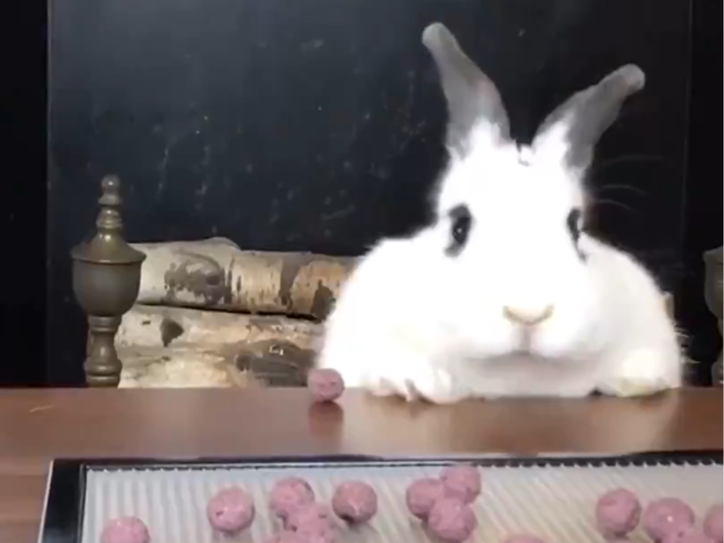國外一隻身材豐腴的白兔，用餐前太猴急竟打翻飼料（圖／Twitter@_MintTea）