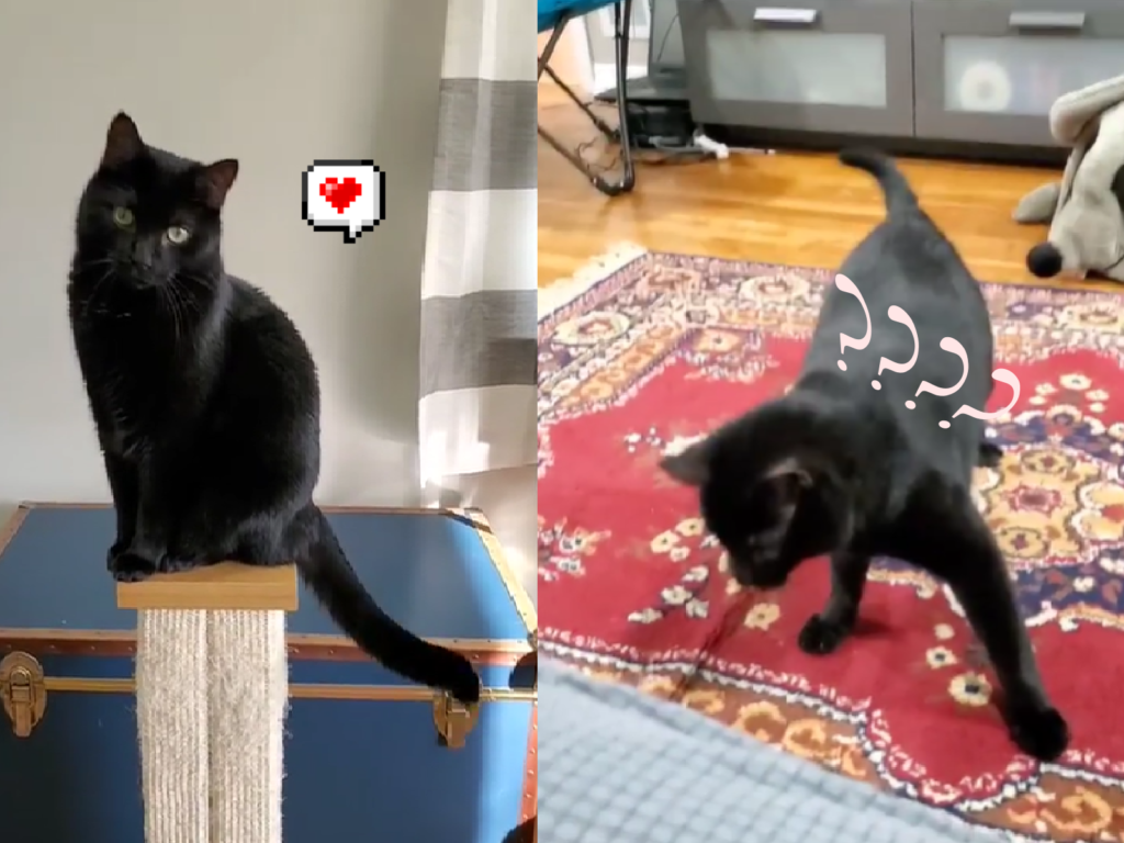 黑貓玩球時嚇到自己，兩度驚跳炸毛！（圖／Instagram＠waddywaves）