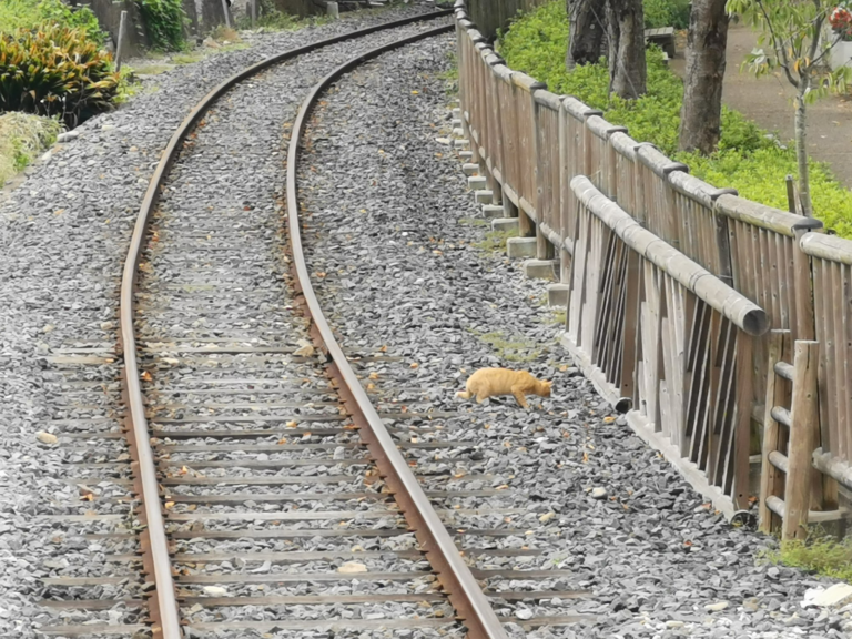 鐵道公園出現「浪貓」賴在鐵軌不走　駕駛員停車嘆：讓我過
