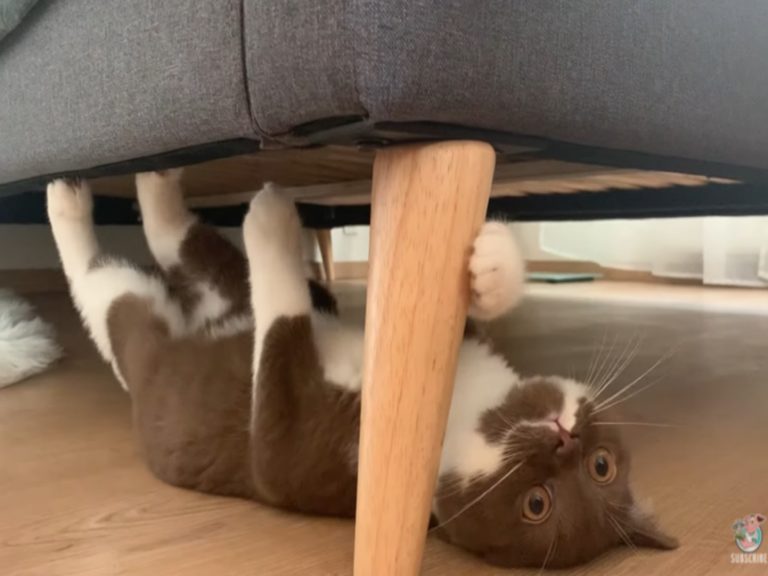 國外一隻英國短毛貓在床底學蜘蛛爬行（圖／翻攝自Youtube@ViralHog）