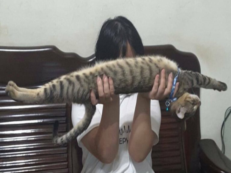 網友家的虎斑貓被舉起就會伸直仰睡，看起來極像法國麵包（圖／網友Retsu Tu授權提供）