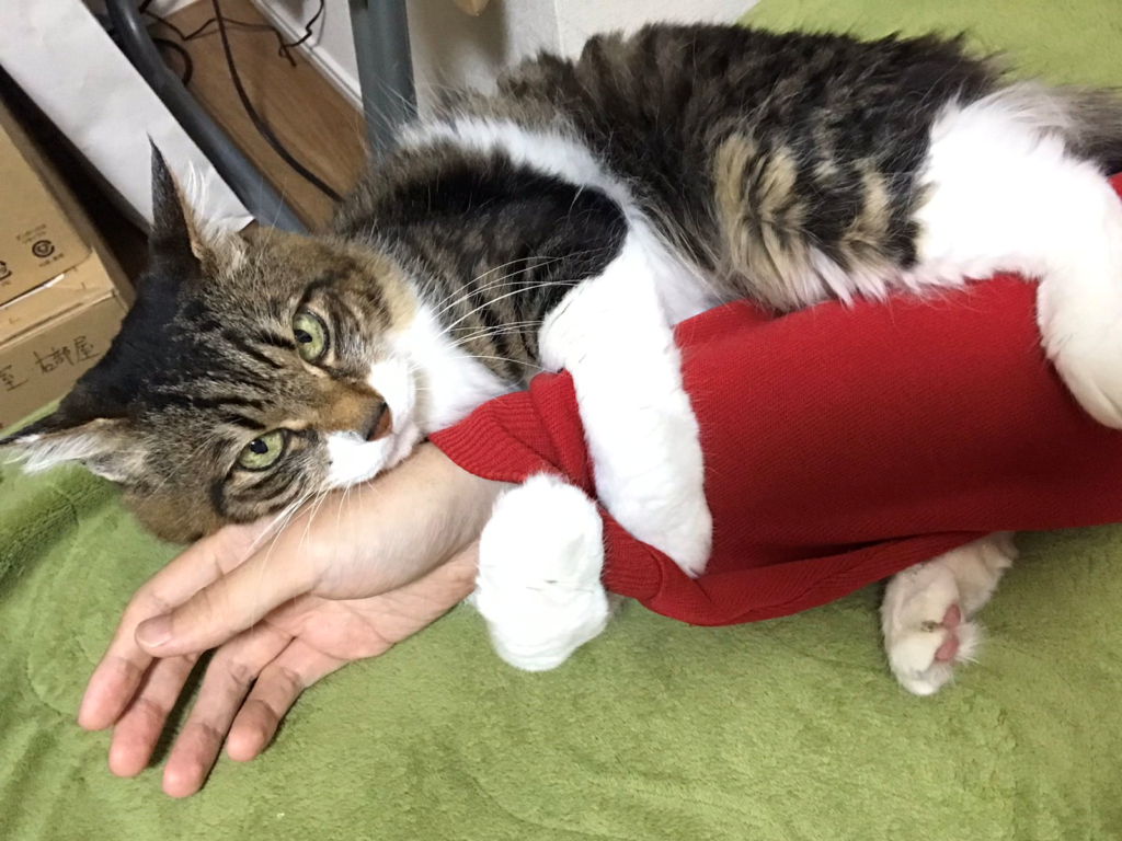 天氣開始轉涼，日本一名推主家的喵皇堅持抱緊手不放，令他無奈嘆：「當人體暖暖包的季節又到了！」（圖／Twitter@Kirika_ma_cos）