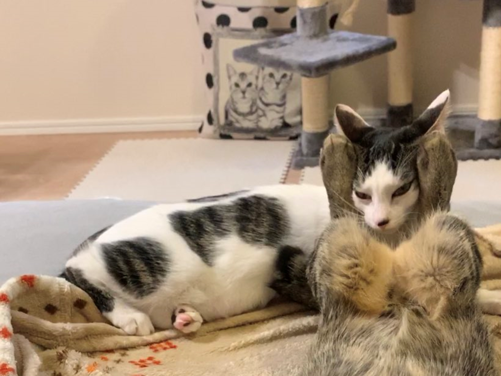 貓妹妹被哥哥使出剪刀腳，表情非常無奈。（圖／Twitter@22mero_rin22）