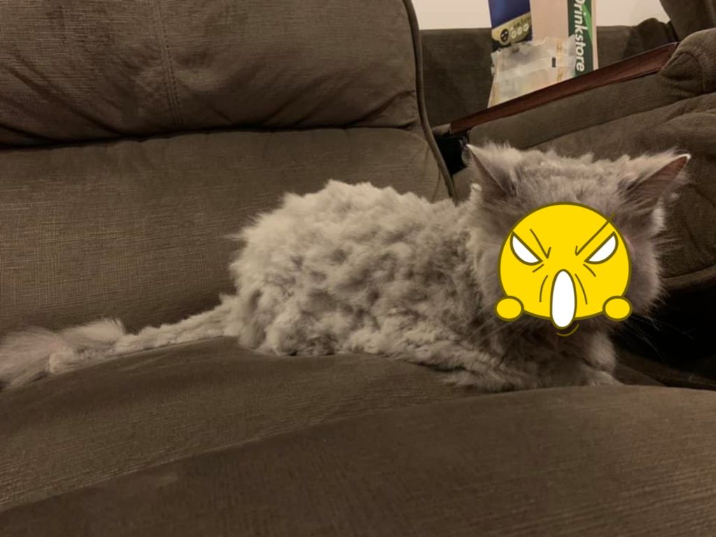 ▲媽幫剪毛！爸看不下去一出手卻像被狗啃，貓：問過我感受？（圖／網友Hana Yu提供）