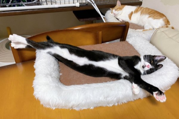 賓士貓睡姿「超細直」　網笑：可以出公仔了！