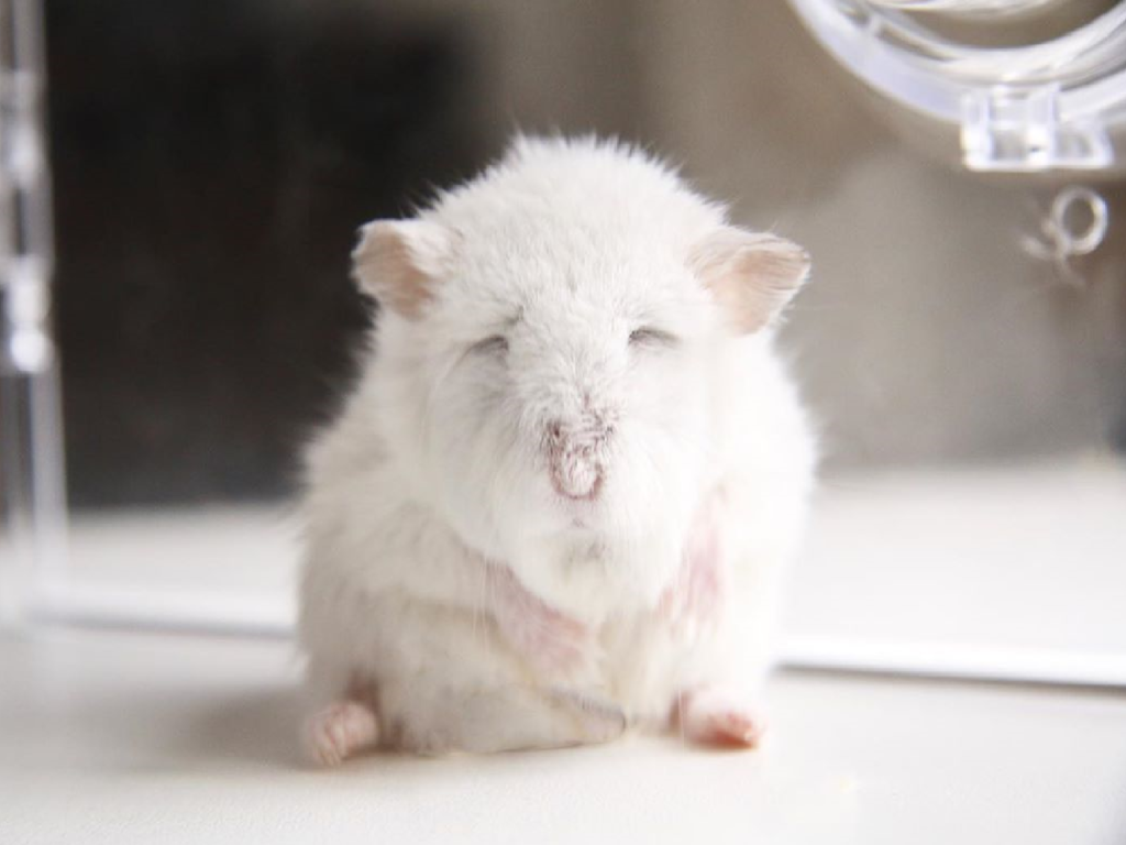 主人抓拍鼠寶整理自己的瞬間，居然被拍成了個「慈祥老公公」！（圖／Instagram＠taira.589）