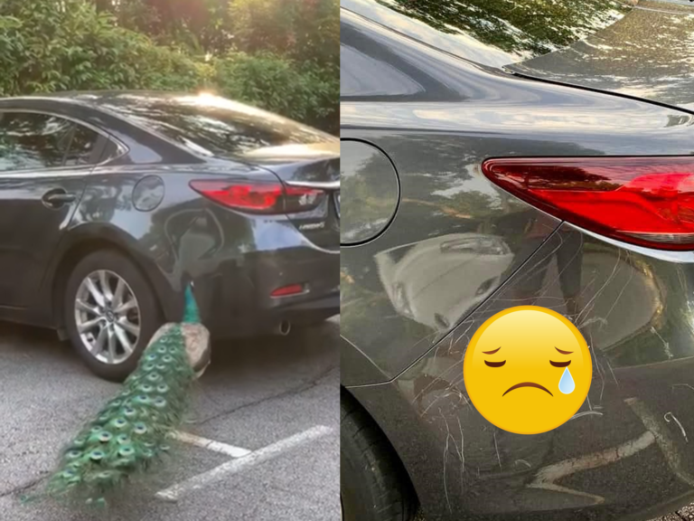 新加坡一隻孔雀見到車身反射的自己，竟然瞬間暴怒！（圖／翻攝自FB＠Motorist Singapore）