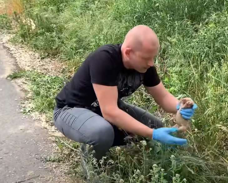 竟在旁邊草叢找到第三隻狗寶寶！（圖／Youtube@Dog Rescue Shelter Mladenovac, Serbia）