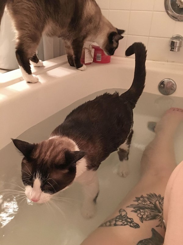 洗澡「感覺毛毛的」　抬頭發現貓咪凝視：奴才在幹嘛？