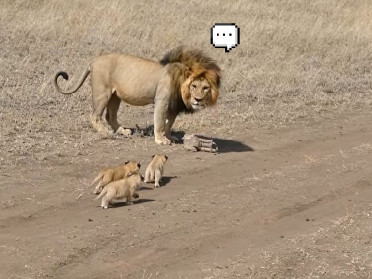 公獅原想趁孩子不注意偷溜，卻被4隻小獅子屁顛跟上。（圖／Youtube@AnimalsAreWacky） 