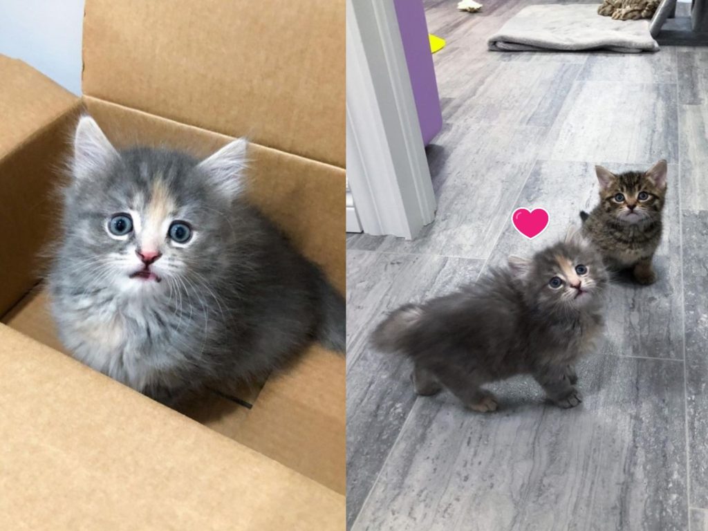 三花小貓為自己找到「男朋友」（圖／IG@tinybutmightykittenrescue）