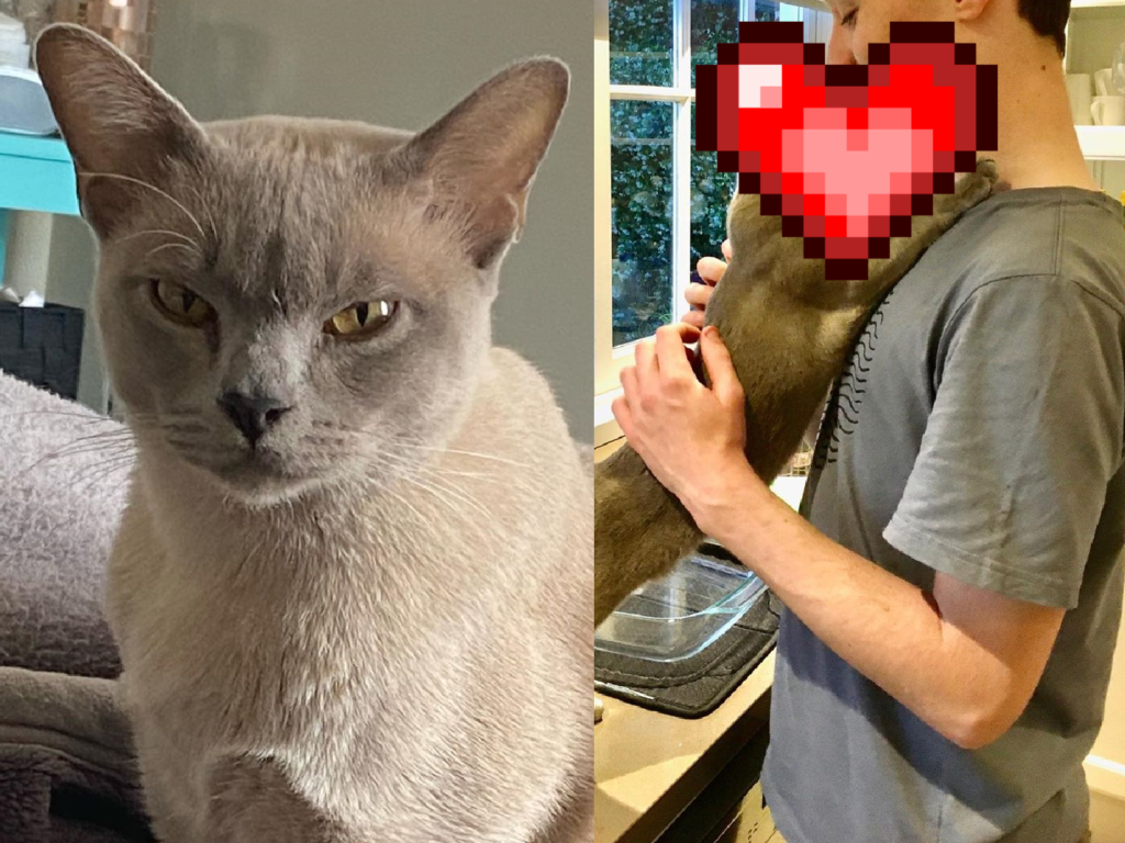 貓眼神超煞氣！遇到人類卻完全不一樣了~（圖／Instagram@kiraishkabashir）