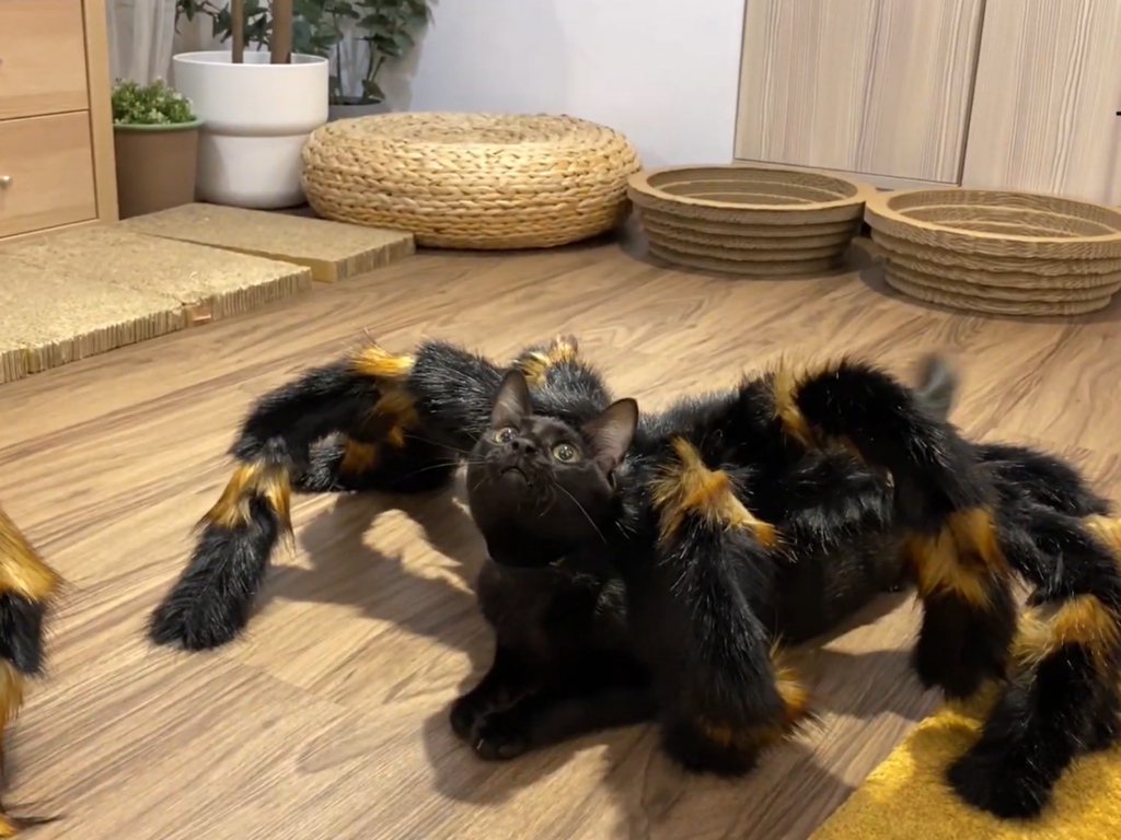 這是新品種蜘蛛貓？恐怖到了極點呢！（圖／春夏啾咚 Kitty Go Round授權）