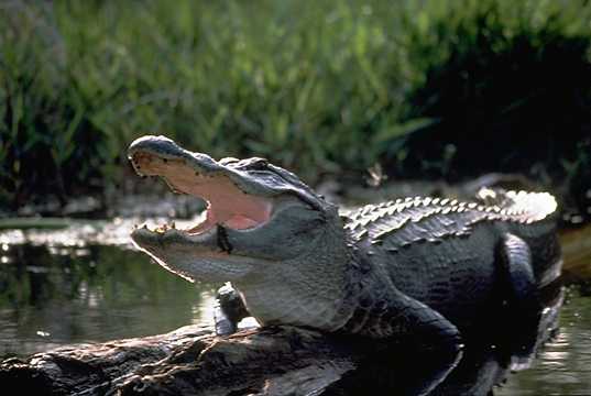 其實是棲息在佛羅里達州的美國短吻鱷（圖／Wiki@美國短吻鱷）