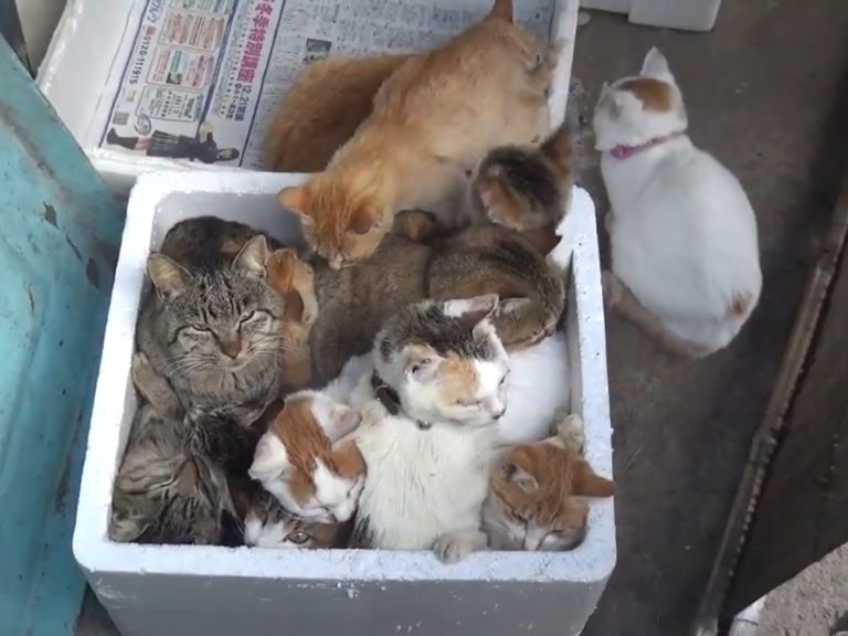 日本一處貓島，浪貓全擠在保麗龍箱取暖的影片爆紅（圖／猫の島青島授權）