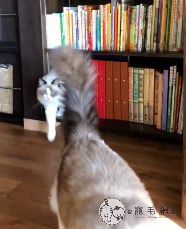 不斷有貓咪從書櫃走出來　網友驚呼：這是異次元貓洞？