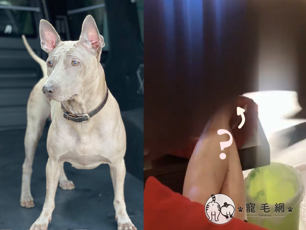 狗狗驚天嗨！主人電視看一半竟成跨欄！（圖／網友黃繂繂授權提供）