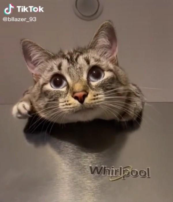 萌貓睜大雙眼趴冰箱　兩隻小手「開掌花打節拍」網：太可愛！