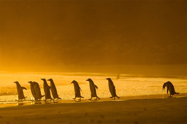 2020《搞笑野生動物攝影獎》　冠軍居然是海龜「做這事」？