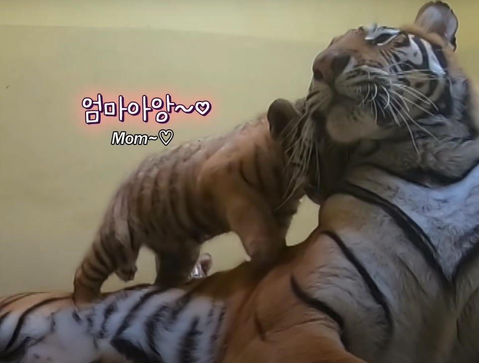 小老虎們很愛媽媽！（圖／Youtube＠SBS TV동물농장x）